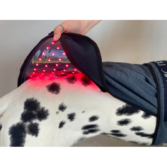 PhotonicLights Canine Therapy Tec
