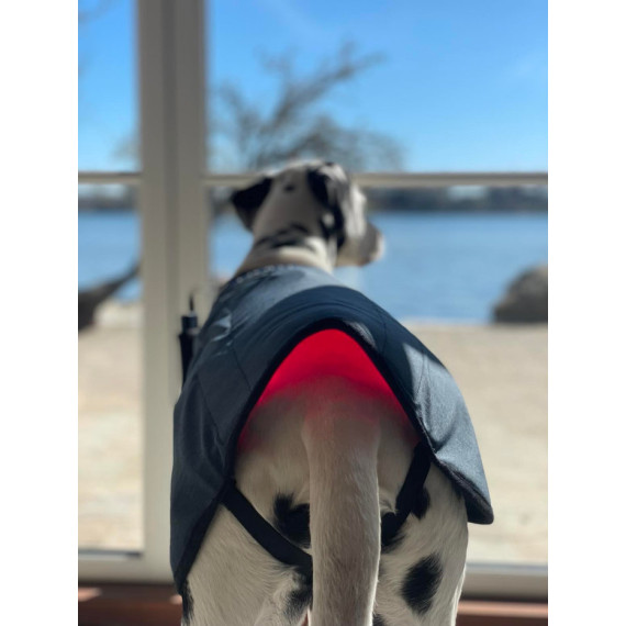 PhotonicLights Canine Therapy Tec