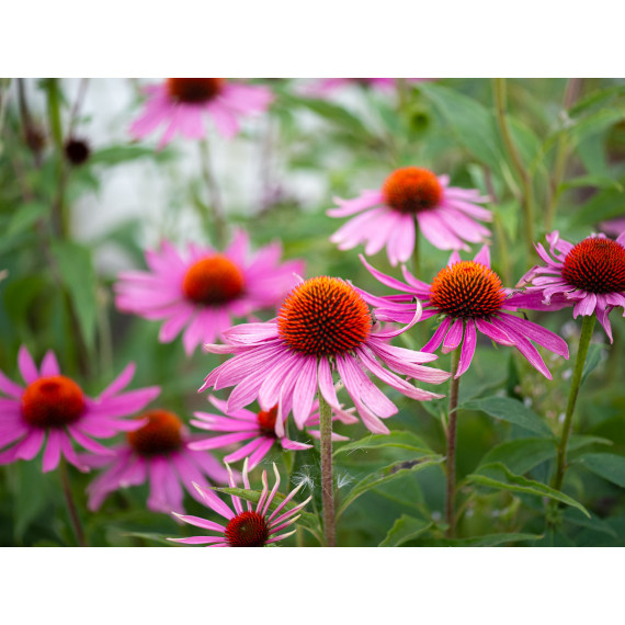 NAF Echinacea Plus